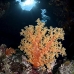 coral_soft_sjc_si_v_0171_egy4662.jpg